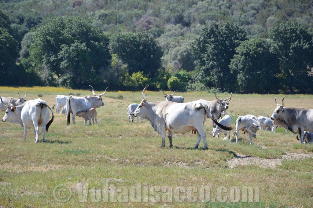 Le Mucche Marremmane Del Parco Dell'uccellina