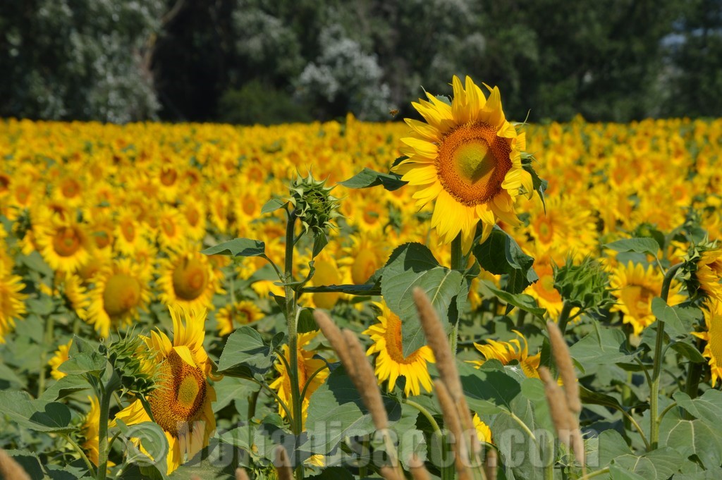 Grosseto Agriturismo Volta Di Sacco - I Girasoli
