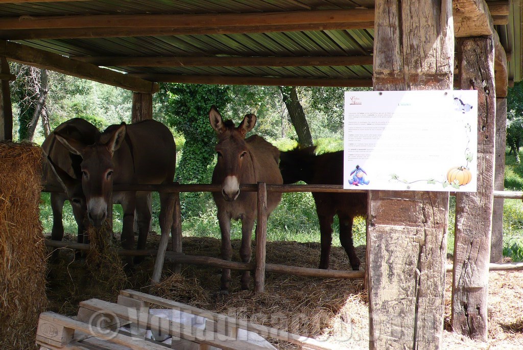Grosseto Agriturismo Volta di Sacco - gli asini nel parco animali